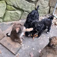 Lily, a female Doberman Pinscher and Poodle - Standard  for sale in Knoxville, TN – Photo 5 of 10