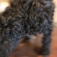 Lily, a female Doberman Pinscher and Poodle - Standard  for sale in Knoxville, TN – Photo 7 of 10