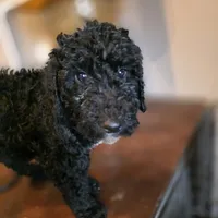 Lily, a female Doberman Pinscher and Poodle - Standard  for sale in Knoxville, TN – Photo 8 of 10