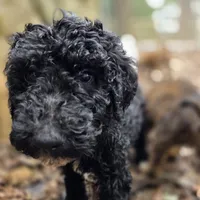 Lily, a female Doberman Pinscher and Poodle - Standard  for sale in Knoxville, TN – Photo 9 of 10