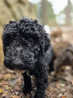 processed/92019b3e-993d-45ce-a1c6-681c34900131/listing/e8f31af1-fdcd-4ede-89da-fb38b667b3ea/f76c6cd4-768d-4b87-9744-c1e41fd59322