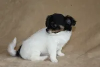 Teaka, a female Chihuahua for sale in Hudsonville, MI – 2 of 10