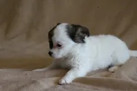 Elsa, a female Chihuahua for sale in Hudsonville, MI – 3 of 10