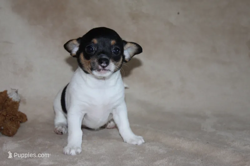 Lucy – Chihuahua puppy for sale in Hudsonville, MI