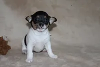 Lucy, a female Chihuahua for sale in Hudsonville, MI – 1 of 10