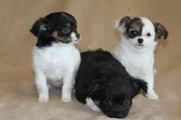 Elsa, a female Chihuahua for sale in Hudsonville, MI – 9 of 10