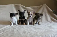 Bella, a female Chihuahua for sale in Hudsonville, MI – 10 of 10