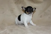 Lucy, a female Chihuahua for sale in Hudsonville, MI – 3 of 10
