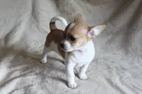 Sugar, a female Chihuahua for sale in Hudsonville, MI – 4 of 10