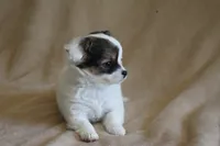 Elsa, a female Chihuahua for sale in Hudsonville, MI – 2 of 10