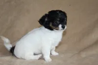 Teaka, a female Chihuahua for sale in Hudsonville, MI – 1 of 10