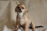 Bella, a female Chihuahua for sale in Hudsonville, MI – 7 of 10