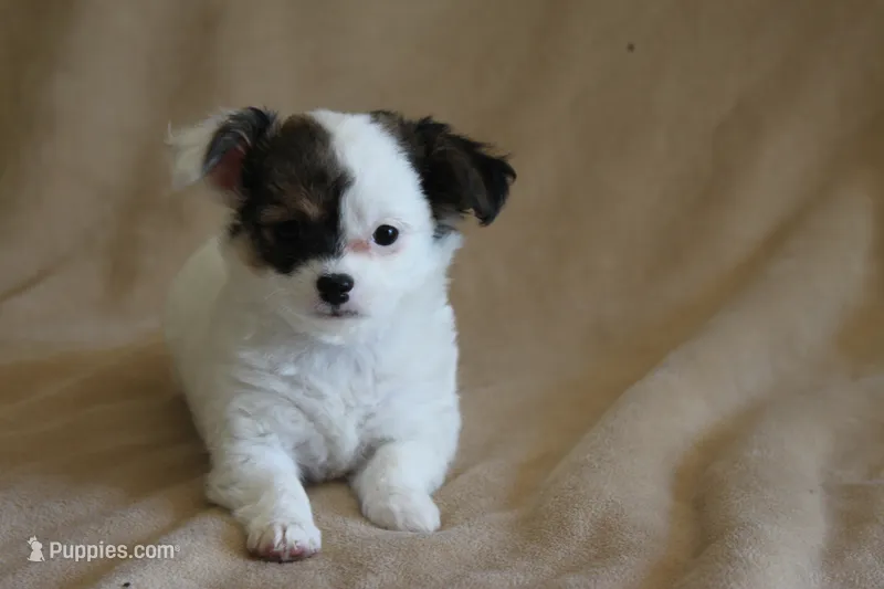 Elsa – Chihuahua puppy for sale in Hudsonville, MI