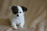 Elsa, a female Chihuahua for sale in Hudsonville, MI – 1 of 10