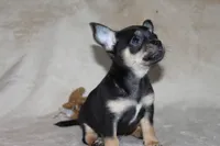 Toby, a male Chihuahua for sale in Hudsonville, MI – 5 of 9