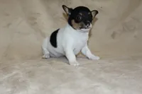 Lucy, a female Chihuahua for sale in Hudsonville, MI – 2 of 10