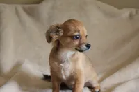 Bella, a female Chihuahua for sale in Hudsonville, MI – 2 of 10