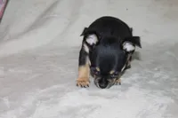 Toby, a male Chihuahua for sale in Hudsonville, MI – 6 of 9