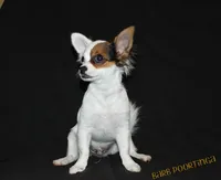 Anna, a female Chihuahua for sale in Hudsonville, MI – 10 of 10