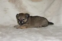 Bella, a female Chihuahua for sale in Hudsonville, MI – 5 of 10