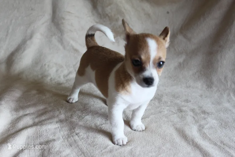 Sugar – Chihuahua puppy for sale in Hudsonville, MI