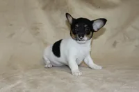 Lucy, a female Chihuahua for sale in Hudsonville, MI – 5 of 10