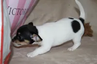 Lucy, a female Chihuahua for sale in Hudsonville, MI – 9 of 10
