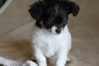 Teaka, a female Chihuahua for sale in Hudsonville, MI – 6 of 10