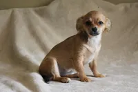 Bella, a female Chihuahua for sale in Hudsonville, MI – 5 of 10