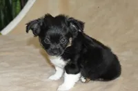 Anna, a female Chihuahua for sale in Hudsonville, MI – 4 of 10