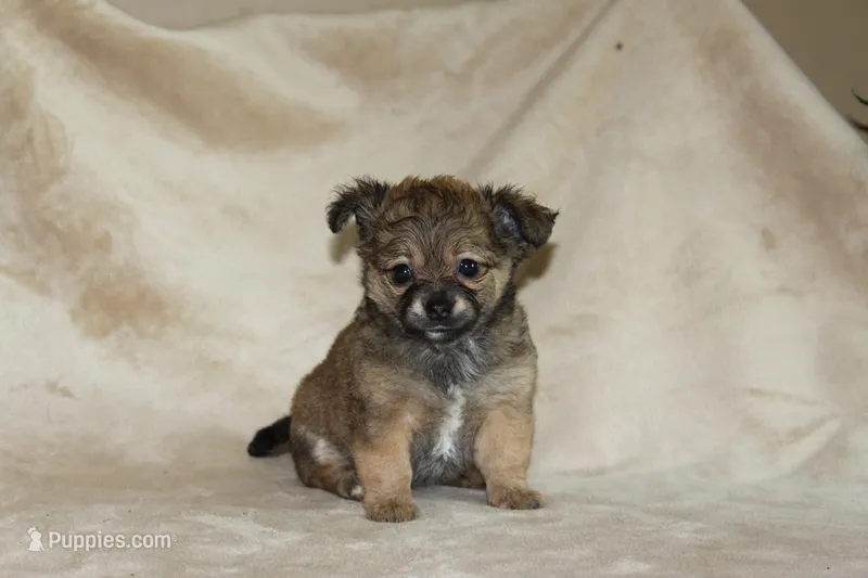 Bella – Chihuahua puppy for sale in Hudsonville, MI