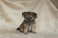 Bella, a female Chihuahua for sale in Hudsonville, MI – 1 of 10