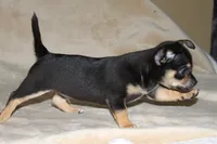 Toby, a male Chihuahua for sale in Hudsonville, MI – 7 of 9