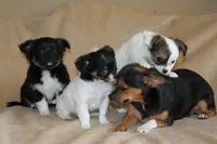 Elsa, a female Chihuahua for sale in Hudsonville, MI – 8 of 10