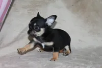 Toby, a male Chihuahua for sale in Hudsonville, MI – 4 of 9