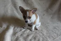 Sugar, a female Chihuahua for sale in Hudsonville, MI – 8 of 10