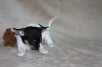 Lucy, a female Chihuahua for sale in Hudsonville, MI – 10 of 10