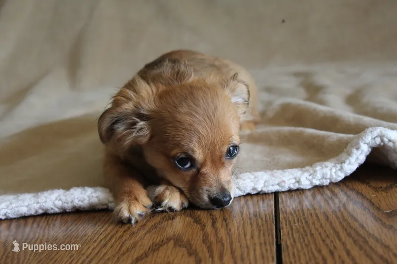 Bella – Chihuahua puppy for sale in Hudsonville, MI