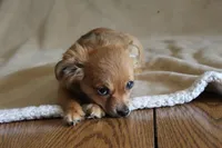 Bella, a female Chihuahua for sale in Hudsonville, MI – 1 of 10