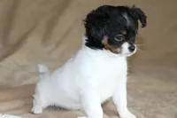 Teaka, a female Chihuahua for sale in Hudsonville, MI – 7 of 10