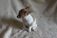 Sugar, a female Chihuahua for sale in Hudsonville, MI – 6 of 10