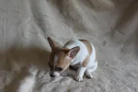 Sugar, a female Chihuahua for sale in Hudsonville, MI – 7 of 10