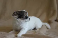 Elsa, a female Chihuahua for sale in Hudsonville, MI – 7 of 10