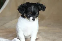 Teaka, a female Chihuahua for sale in Hudsonville, MI – 4 of 10