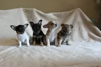 Toby, a male Chihuahua for sale in Hudsonville, MI – 9 of 9