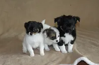 Teaka, a female Chihuahua for sale in Hudsonville, MI – 8 of 10