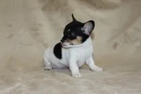 Lucy, a female Chihuahua for sale in Hudsonville, MI – 4 of 10