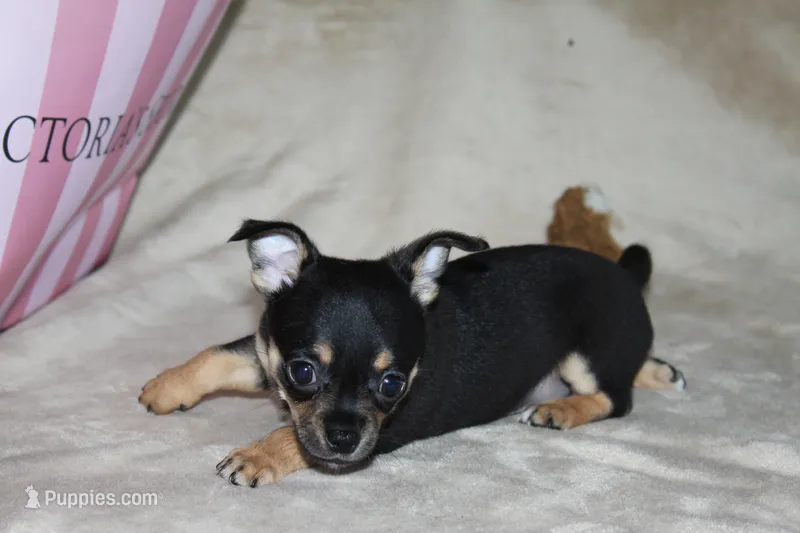 Toby – Chihuahua puppy for sale in Hudsonville, MI