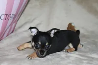 Toby, a male Chihuahua for sale in Hudsonville, MI – 1 of 9
