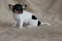 Lucy, a female Chihuahua for sale in Hudsonville, MI – 6 of 10